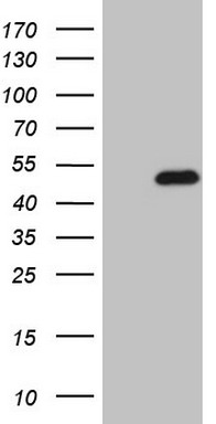 CBX8 Antibody