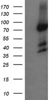 PTK7 Antibody