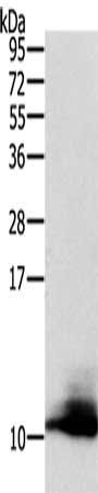 CCL13 Antibody