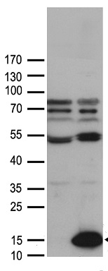 CCL27 Antibody