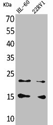 CCL4 Antibody