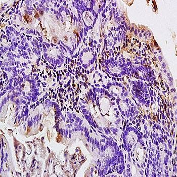 CCL6 Rabbit Polyclonal Antibody