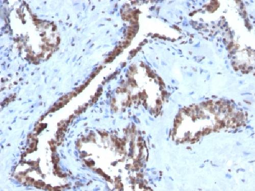 CCNB1 Antibody