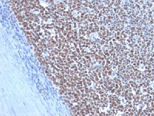 CCNB1 Antibody