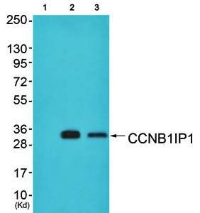 CCNB1IP1 Antibody