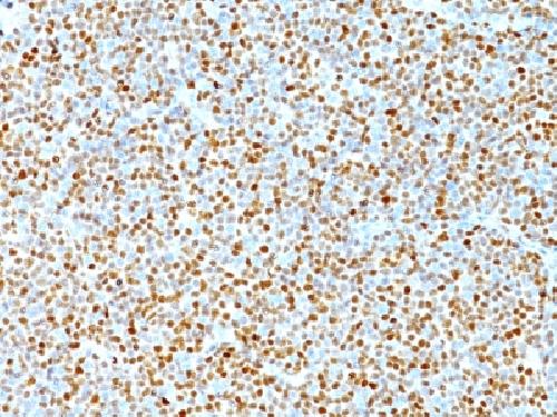 CCND1 Antibody