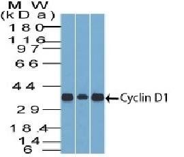 CCND1 Antibody