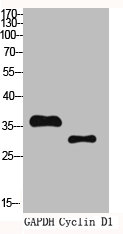 CCND1 Antibody