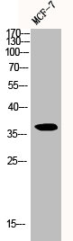 CCND1 Antibody