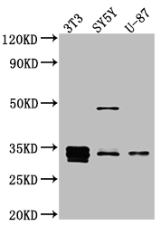 CCND1 Antibody