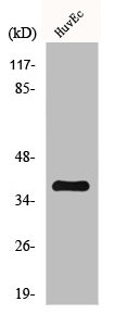 CCNH Antibody