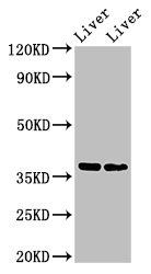 CCNH Antibody