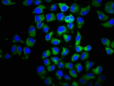 CCR2 Antibody