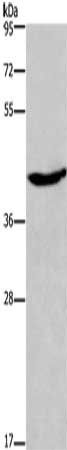 CCR8 Antibody