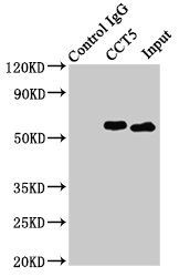 CCT5 Antibody