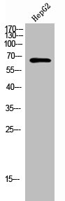 CCT5 Antibody