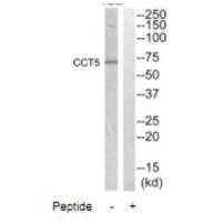 CCT5 Antibody