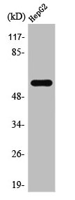 CCT6A Antibody