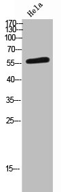 CCT7 Antibody