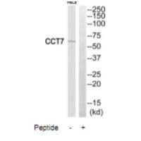 CCT7 Antibody
