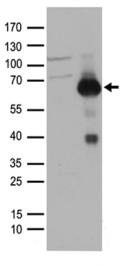 CD10 Antibody