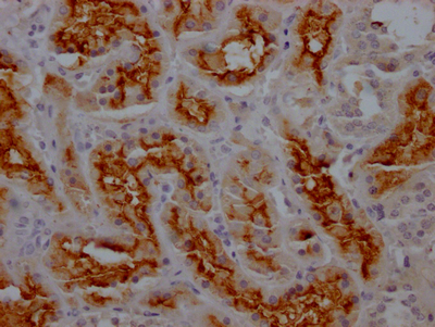 ANPEP Antibody