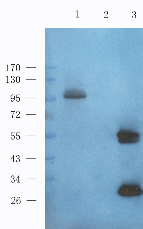 CD133 Mouse Monoclonal Antibody