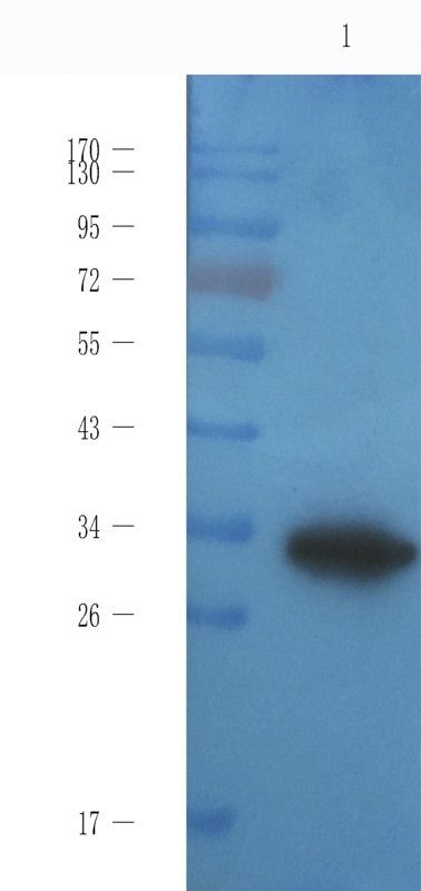 CD133 Mouse Monoclonal Antibody