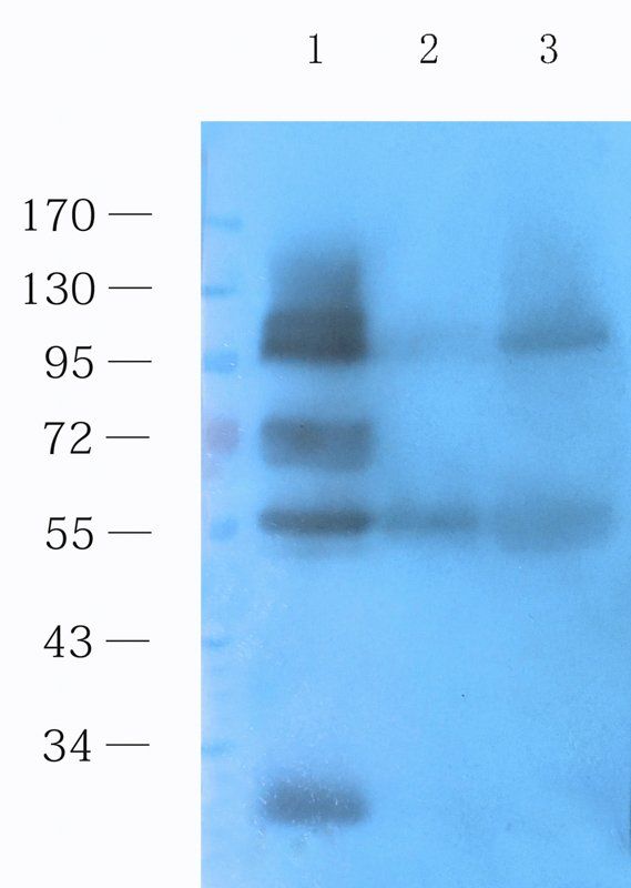 CD133 Mouse Monoclonal Antibody
