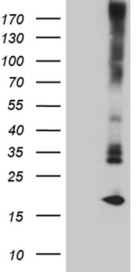 CD146 Antibody