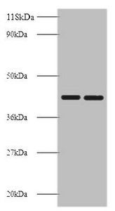 BSG Antibody