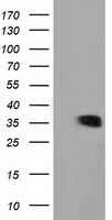 BSG Antibody