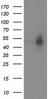 BSG Antibody