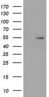 CD147 Antibody
