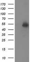CD147 Antibody