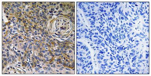 CD147 Antibody