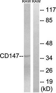 CD147 Antibody