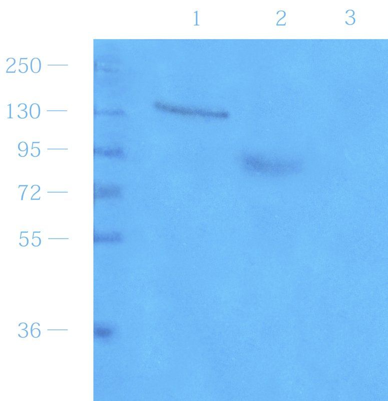 CD14 Rabbit Polyclonal Antibody