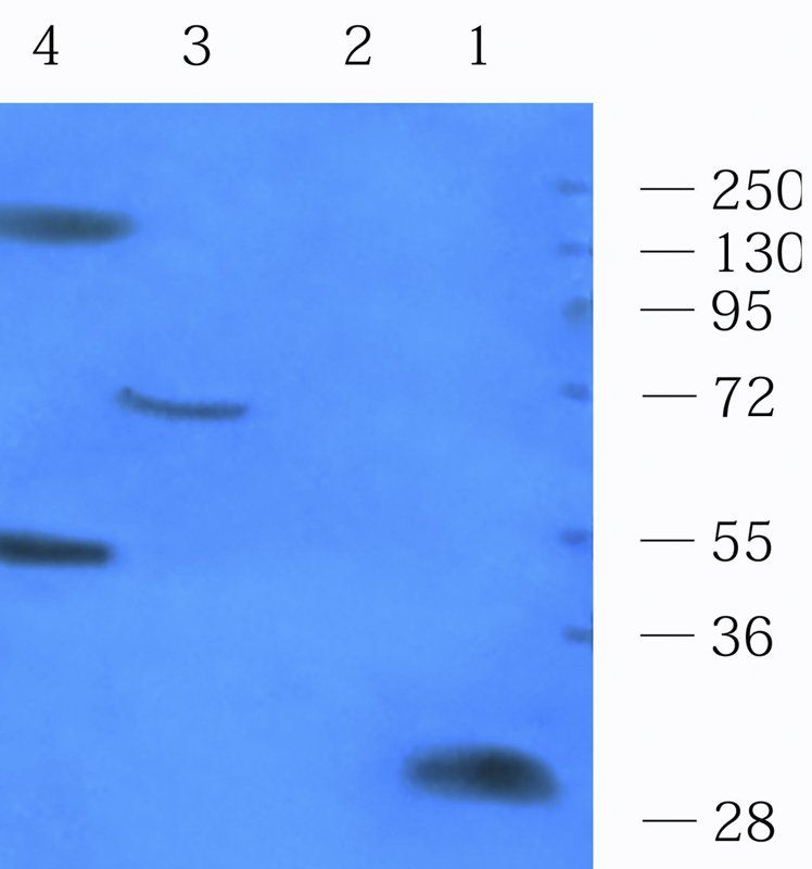 CD14 Rabbit Polyclonal Antibody