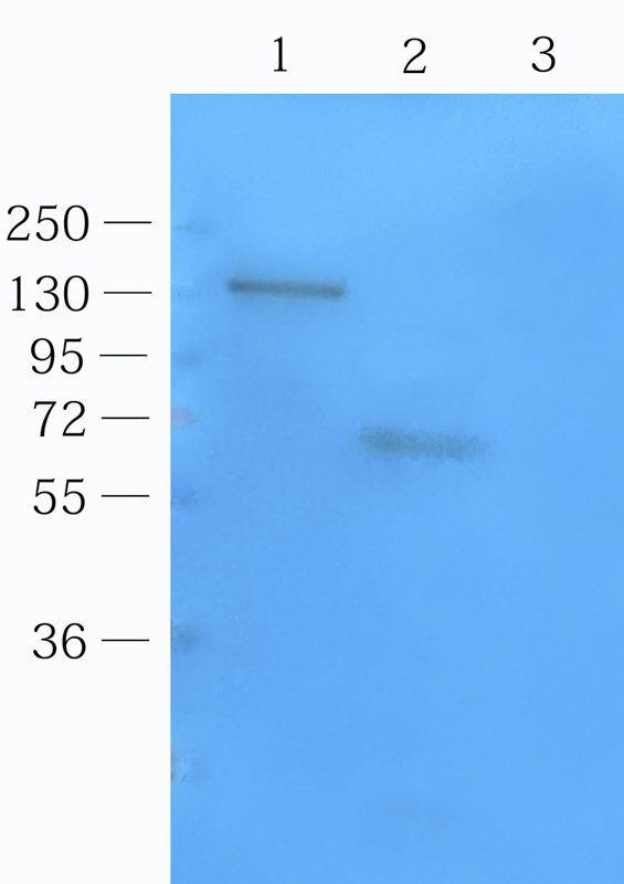 CD14 Rabbit Polyclonal Antibody