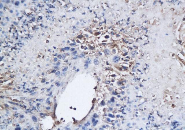 CD150/SLAM Rabbit Polyclonal Antibody