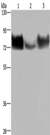 PVR Antibody