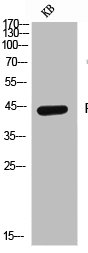 PVR Antibody