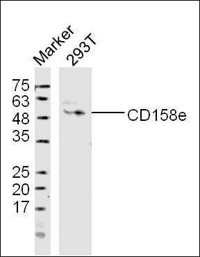 KIR3DL1 Rabbit Polyclonal Antibody