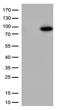 CD16 Antibody