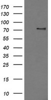 CD16 Antibody
