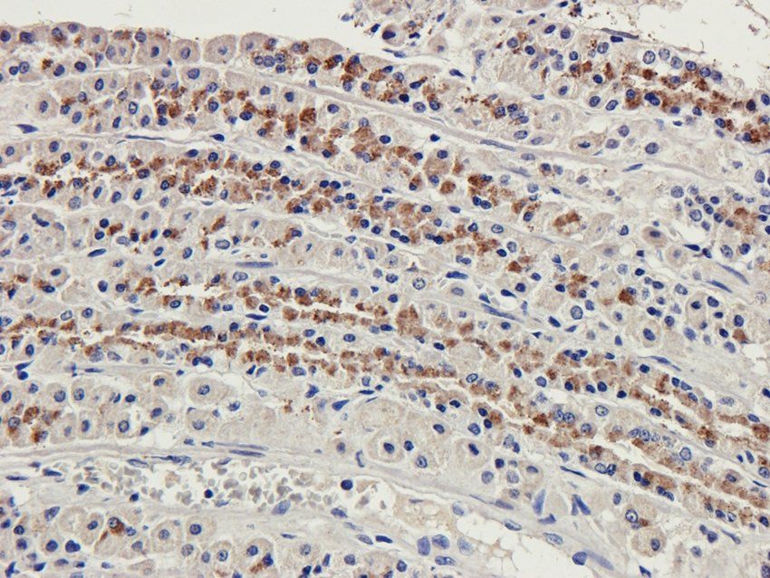 CD166 antibody