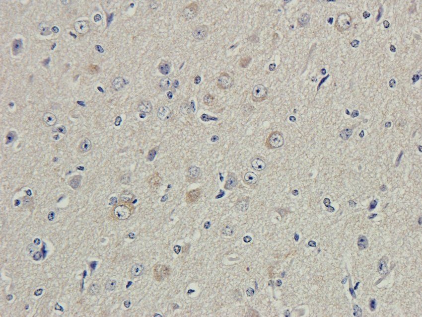 CD166 antibody