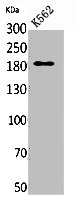 SIGLEC1 Antibody