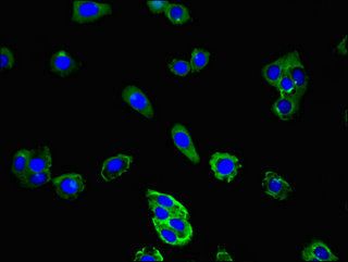 CD177 Antibody